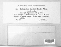 Exobasidium vaccinii image